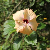 Hibiscus rosa-sinensis L.